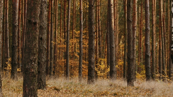 wood-home-horizontal